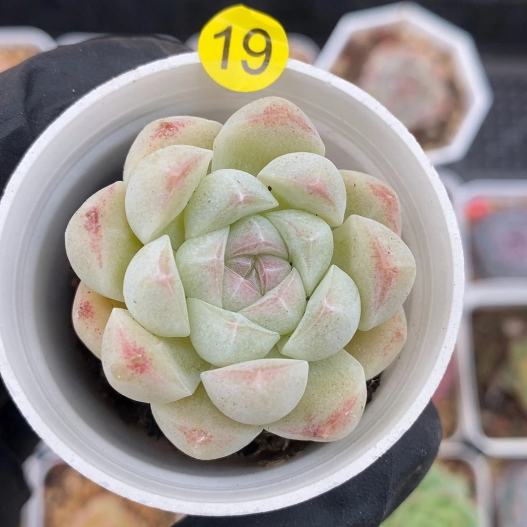 28包邮 脱土发货XL19