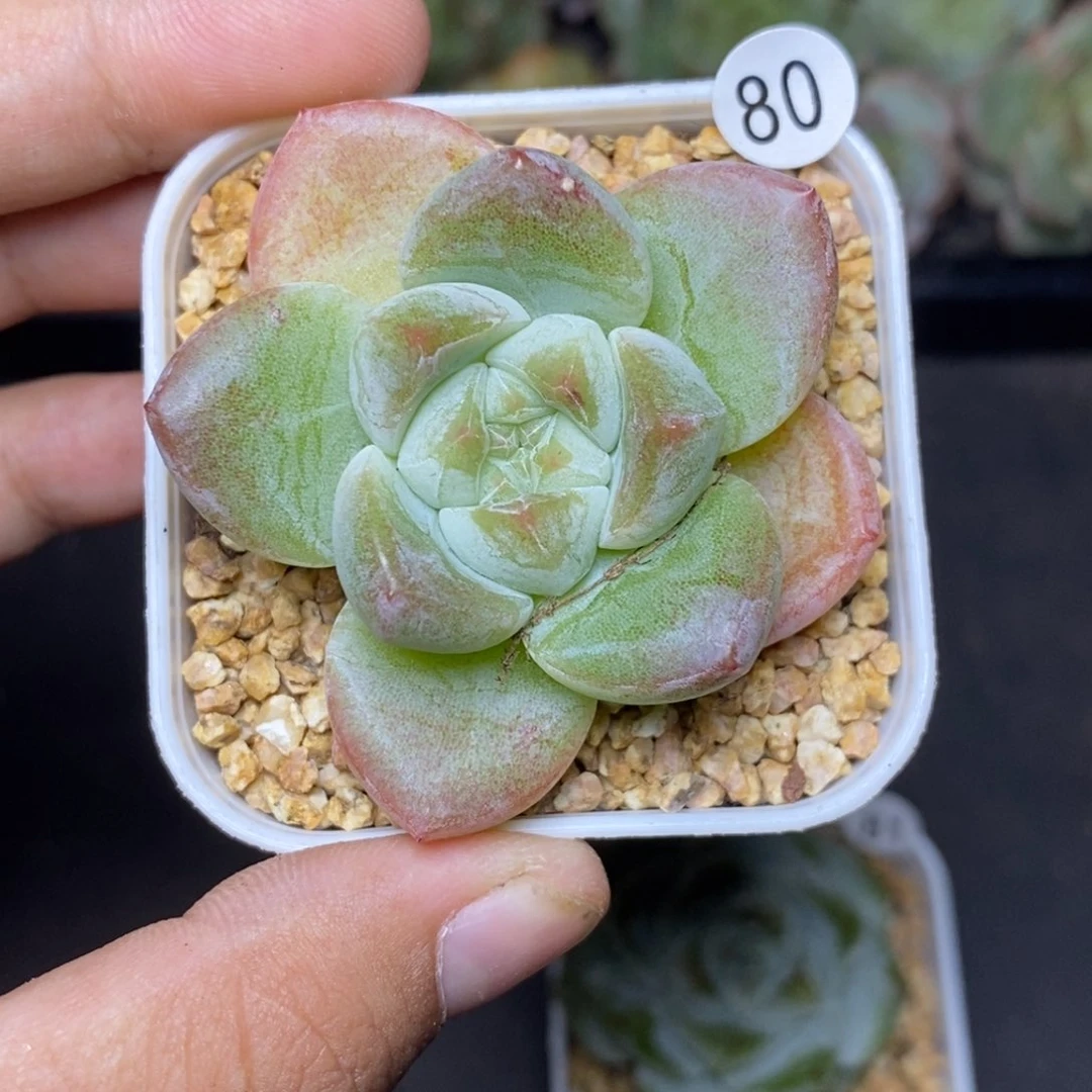 28包邮脱土发货当天凑单80