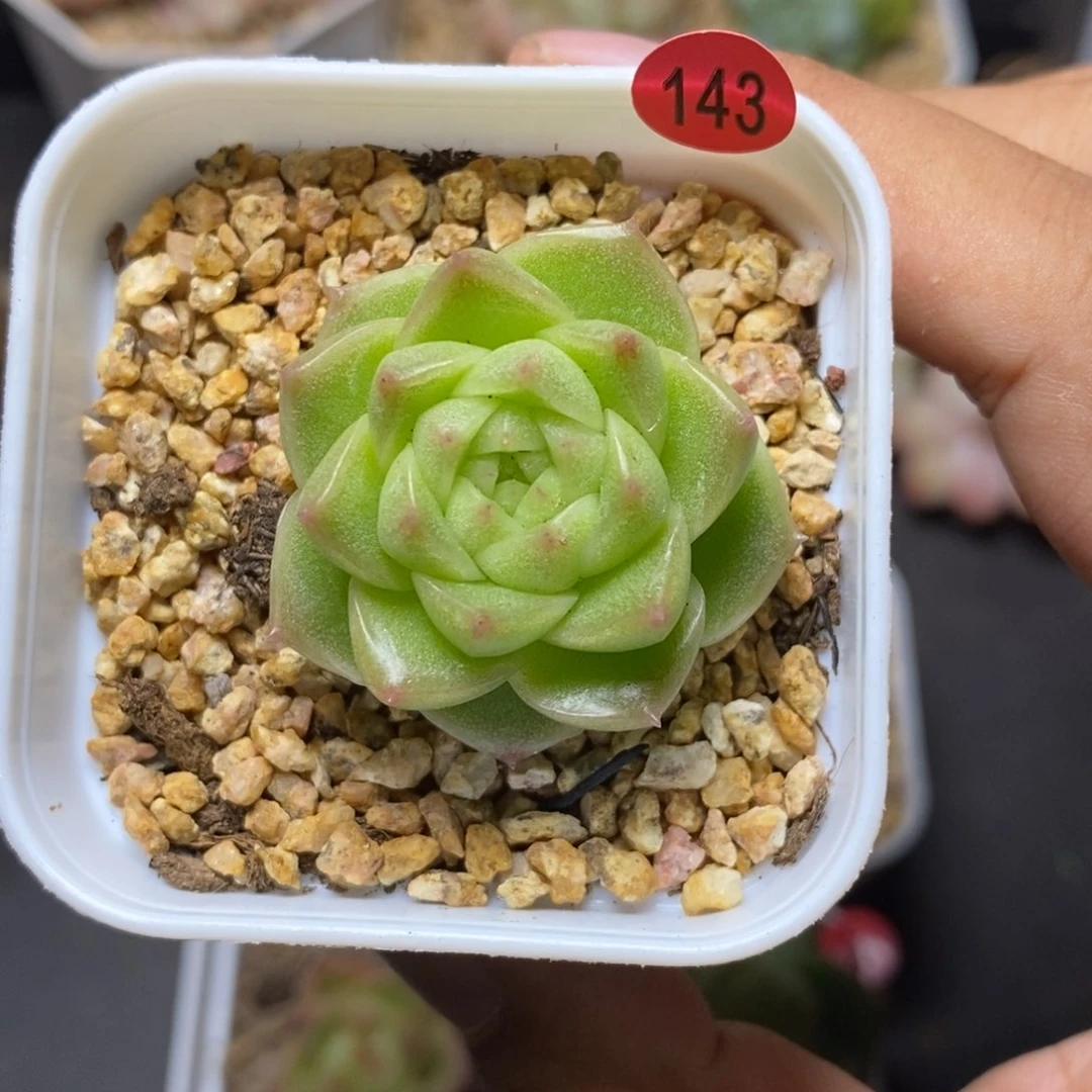 28包邮脱土发货当天凑单143