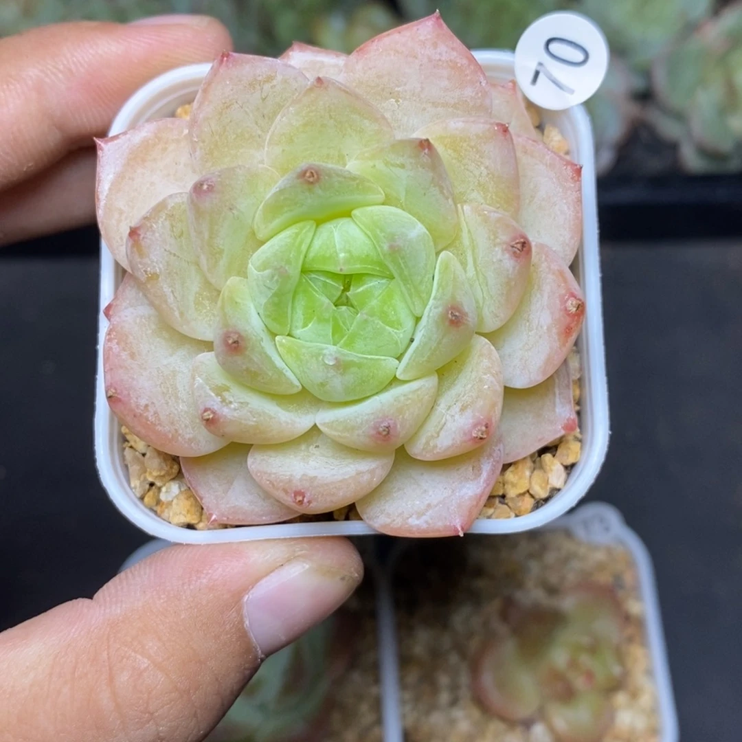 28包邮脱土发货当天凑单70