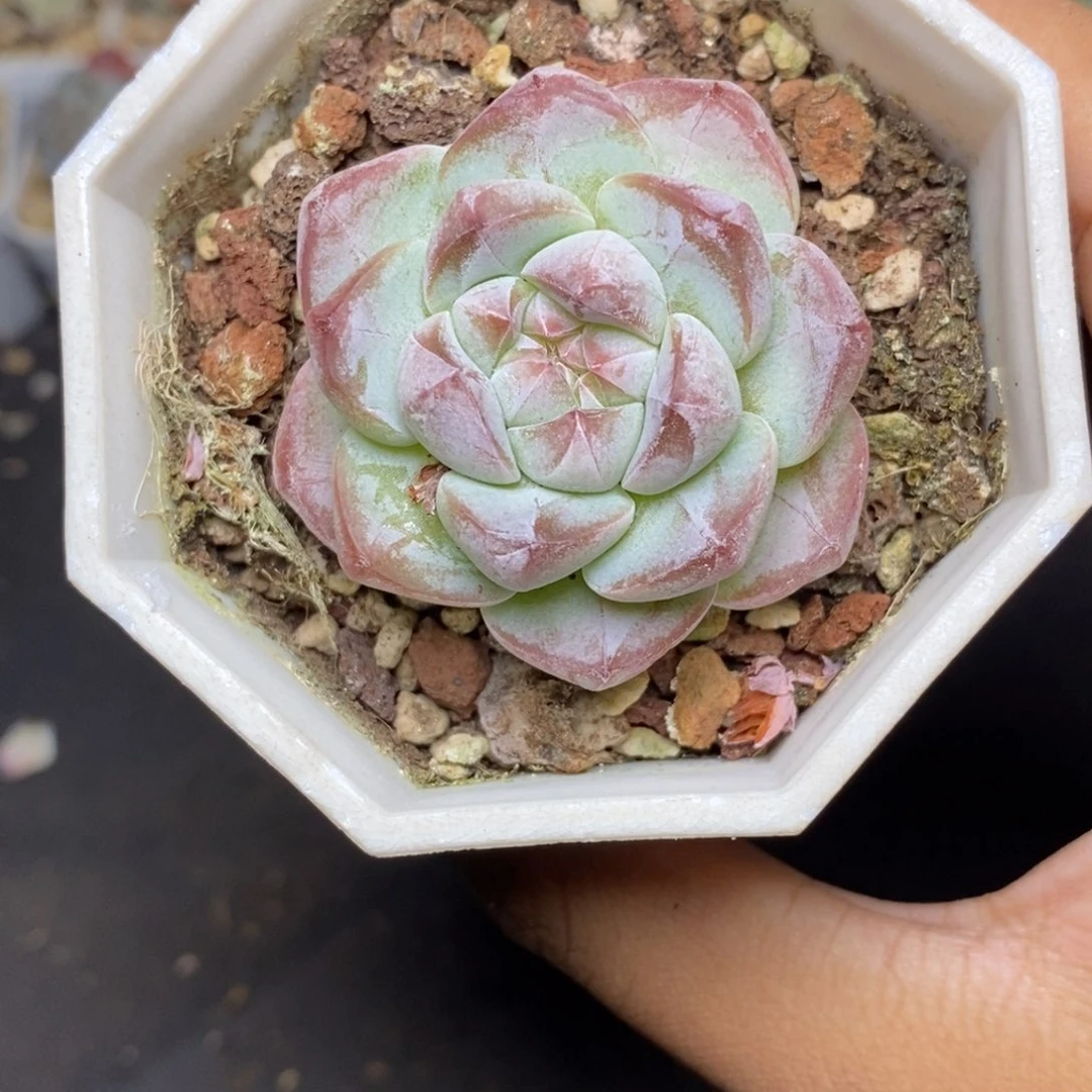 28包邮脱土发货当天凑单A255