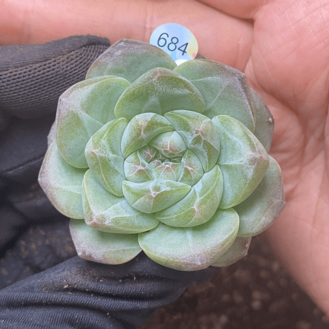 特价福利一物一拍脱土发684