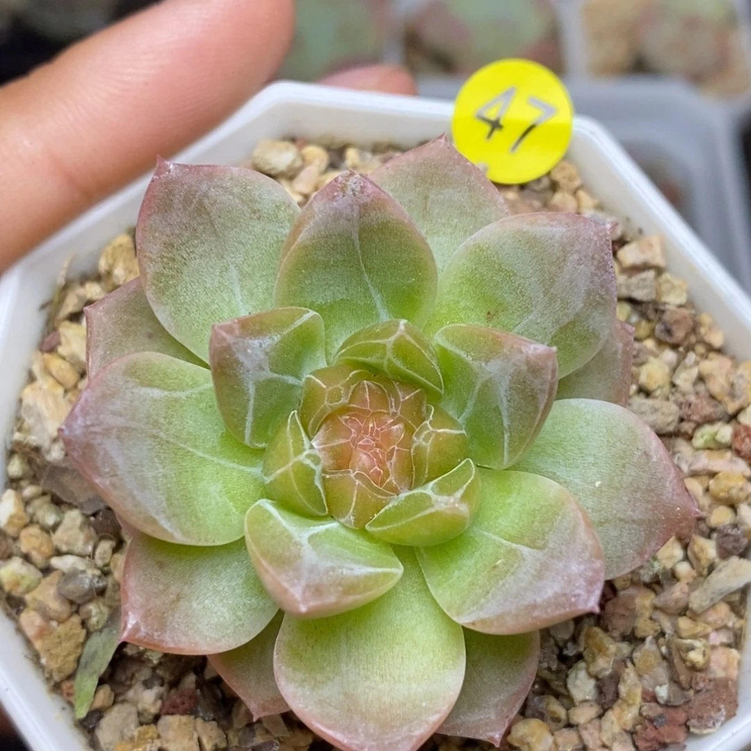 28包邮脱土发货当天凑单A47