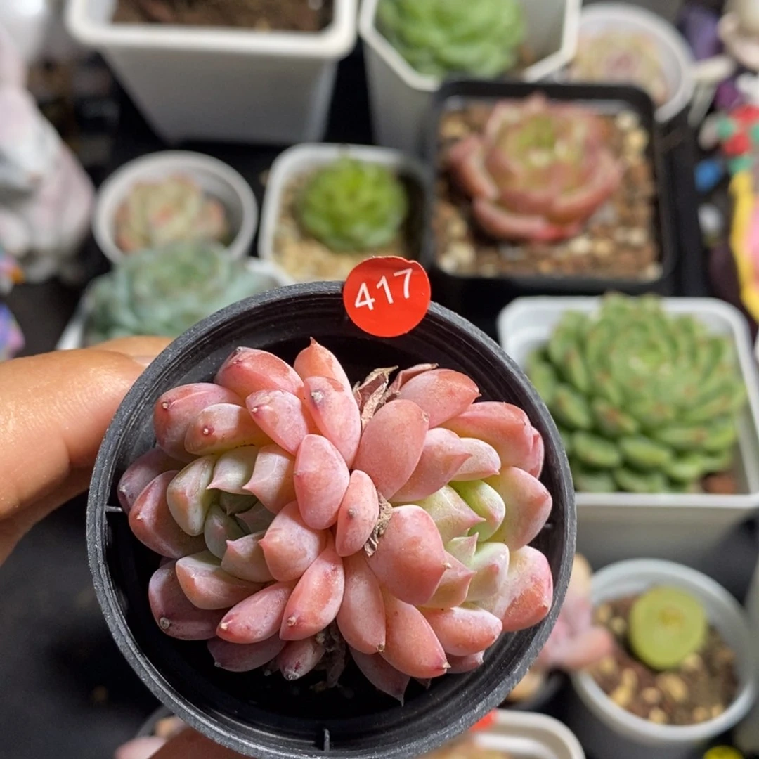 28脱土包邮w y c 417