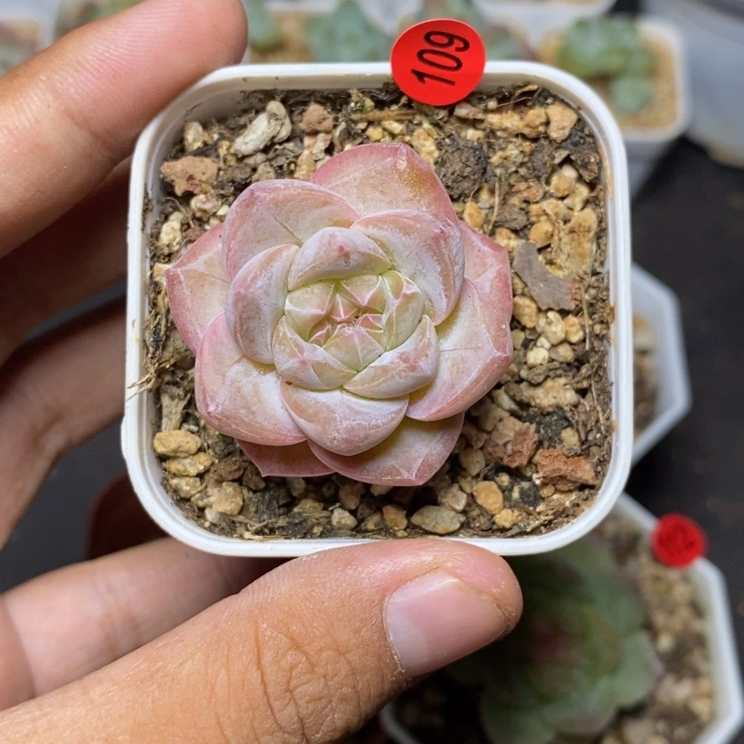 28包邮脱土发货当天凑单109