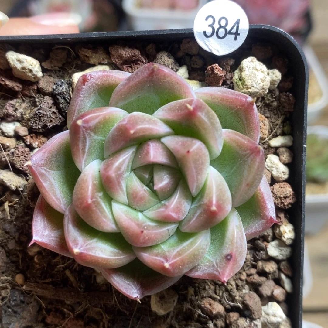 肉肉28块包邮w y c384