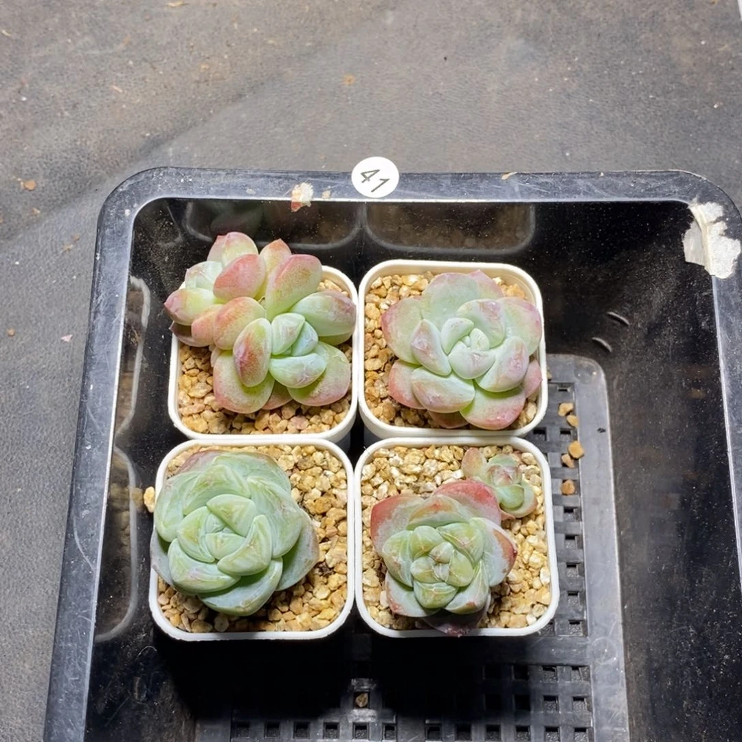 28包邮脱土发货当天凑单41