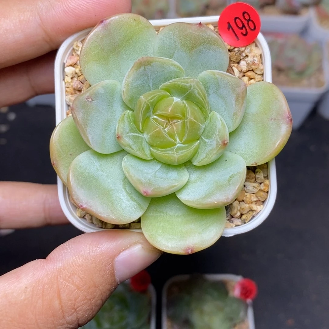 28包邮脱土发货当天凑单A198