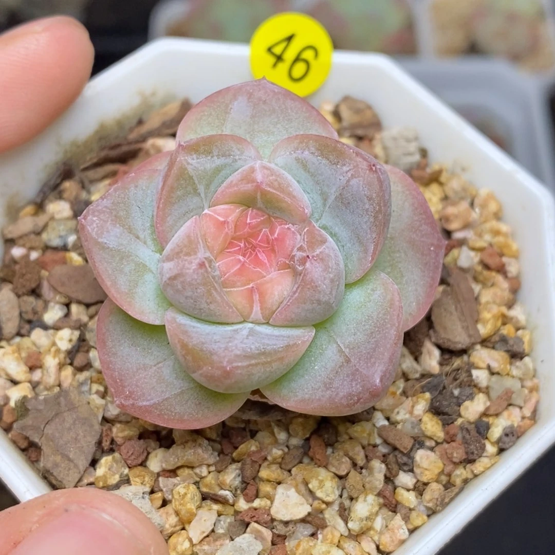 28包邮脱土发货当天凑单A46