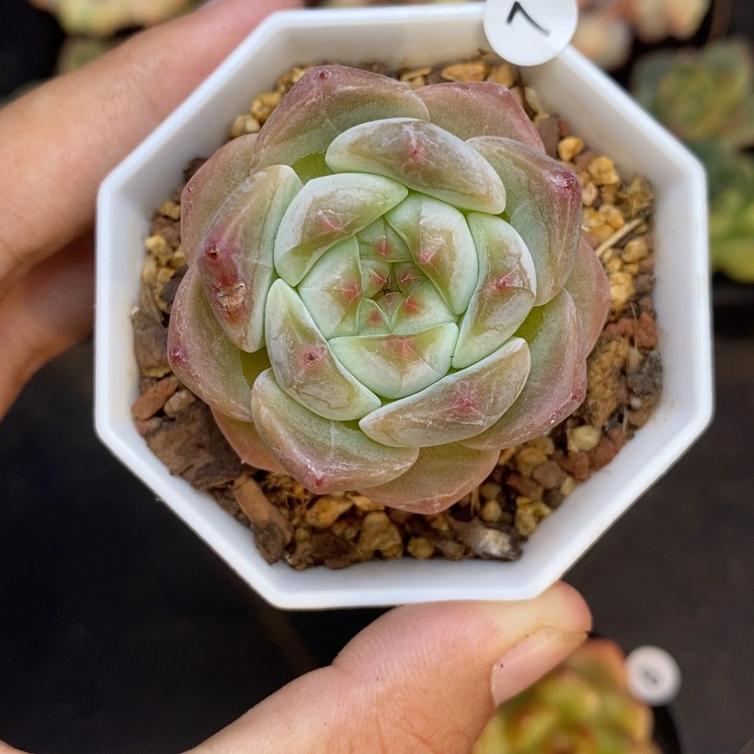 28包邮脱土发货当天凑单7