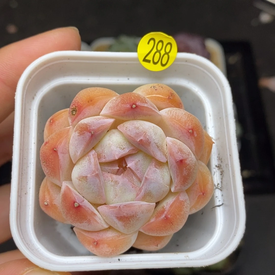 28元包邮脱土发货XL288