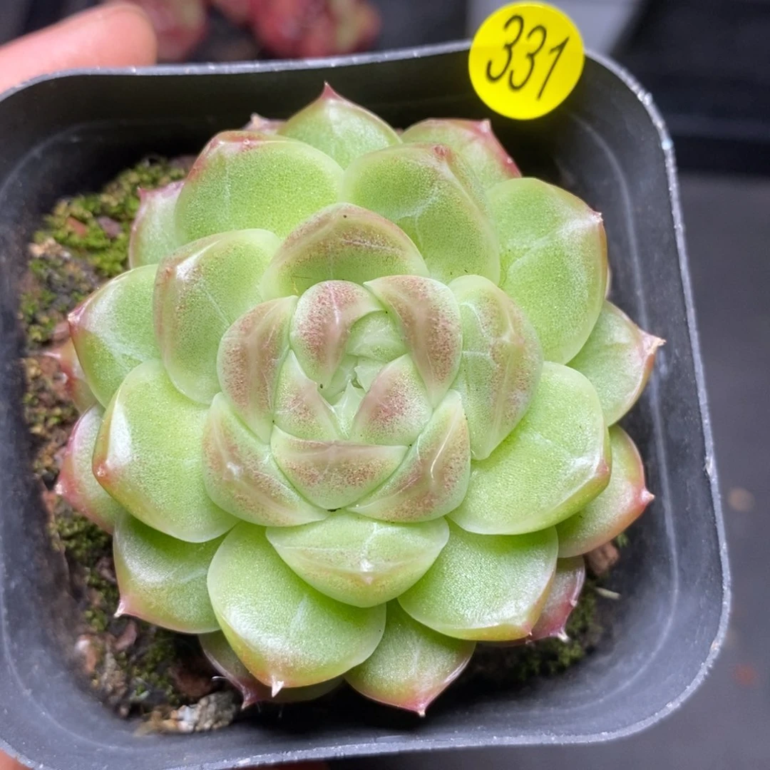 28包邮脱土发货MZ331