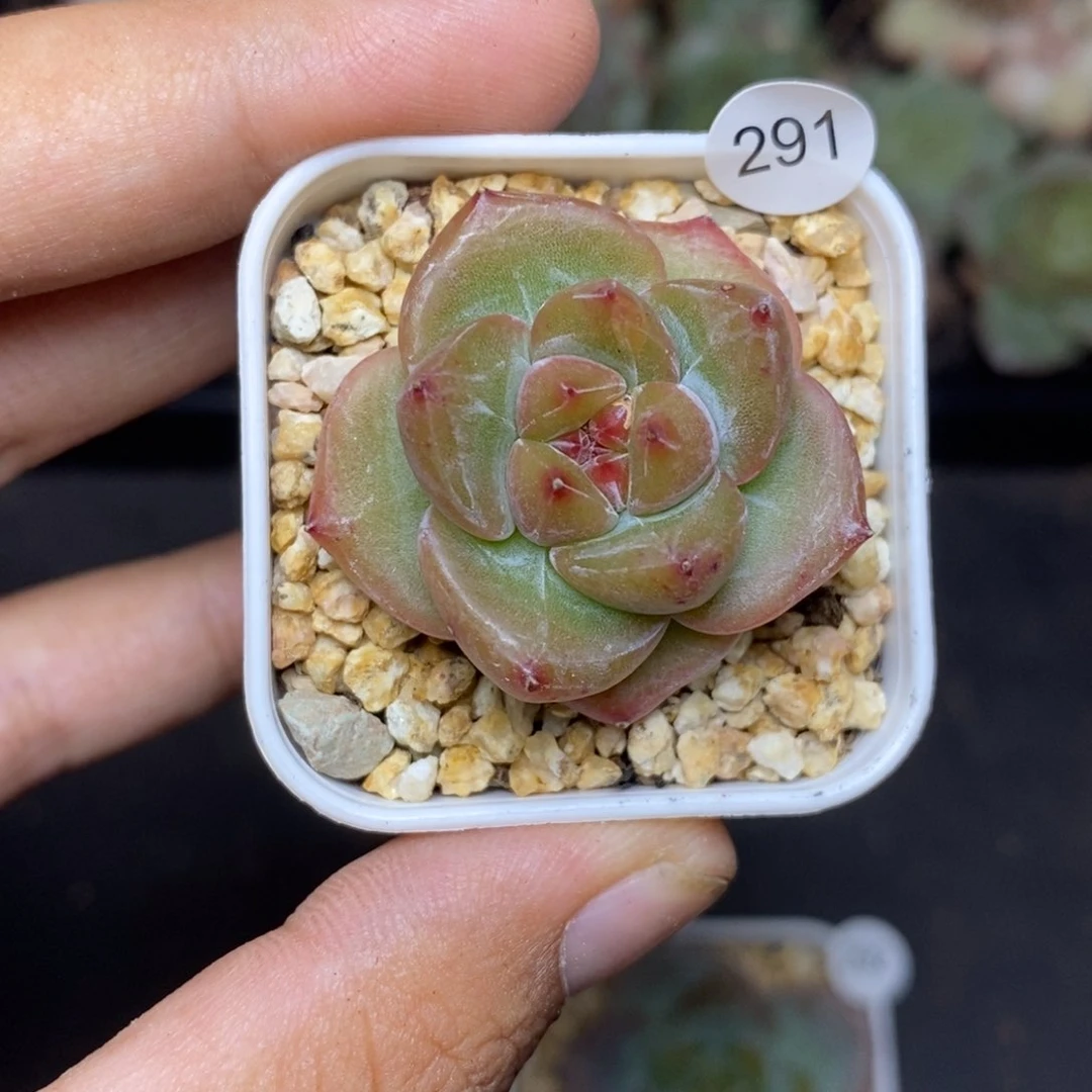 28包邮脱土发货当天凑单291