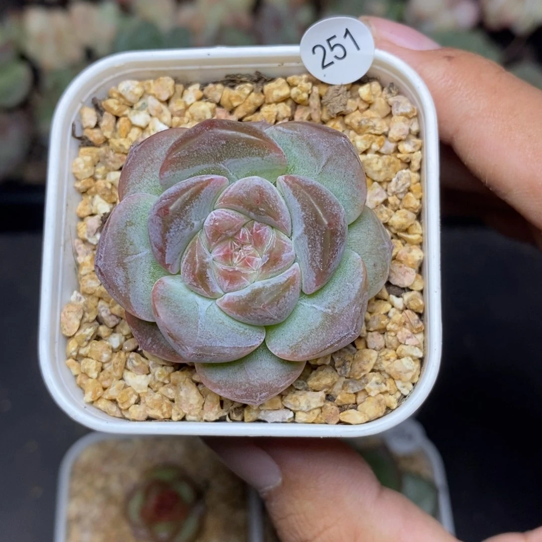 28包邮脱土发货当天凑单251
