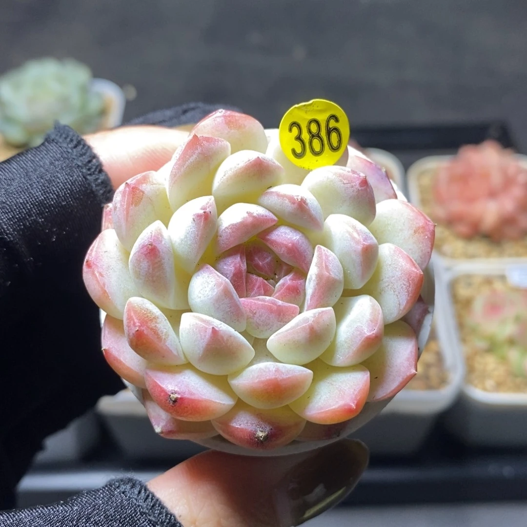 米子多肉一物一拍LI386