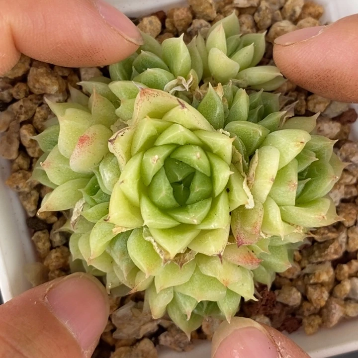 满28包邮清棚处理136