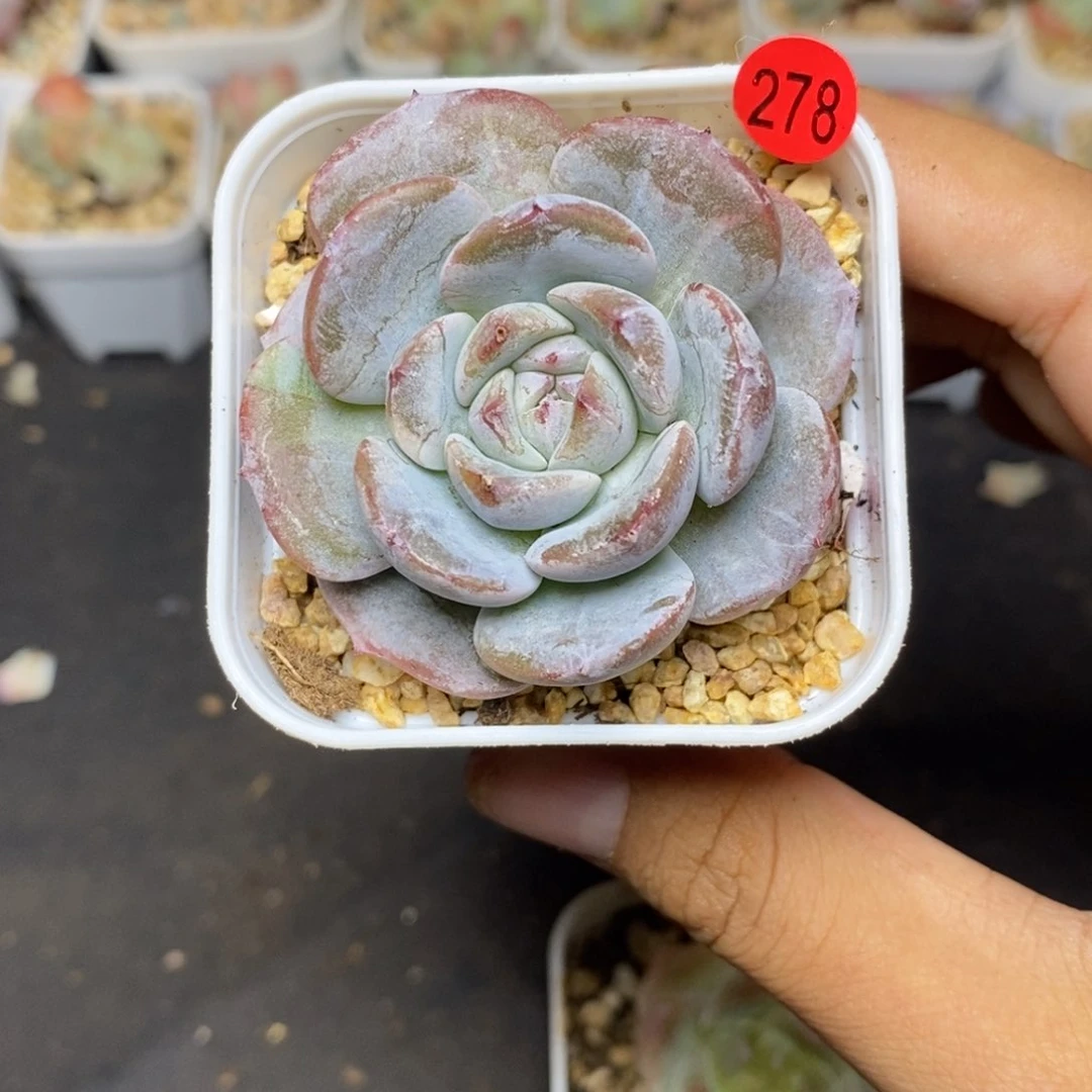 28包邮脱土发货当天凑单A278