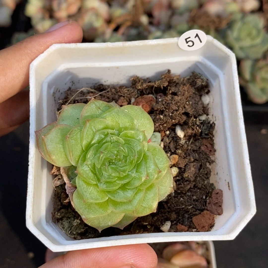 28包邮脱土发货当天凑单51