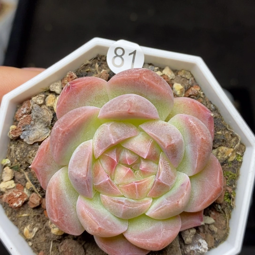 28元包邮脱土发货XL81