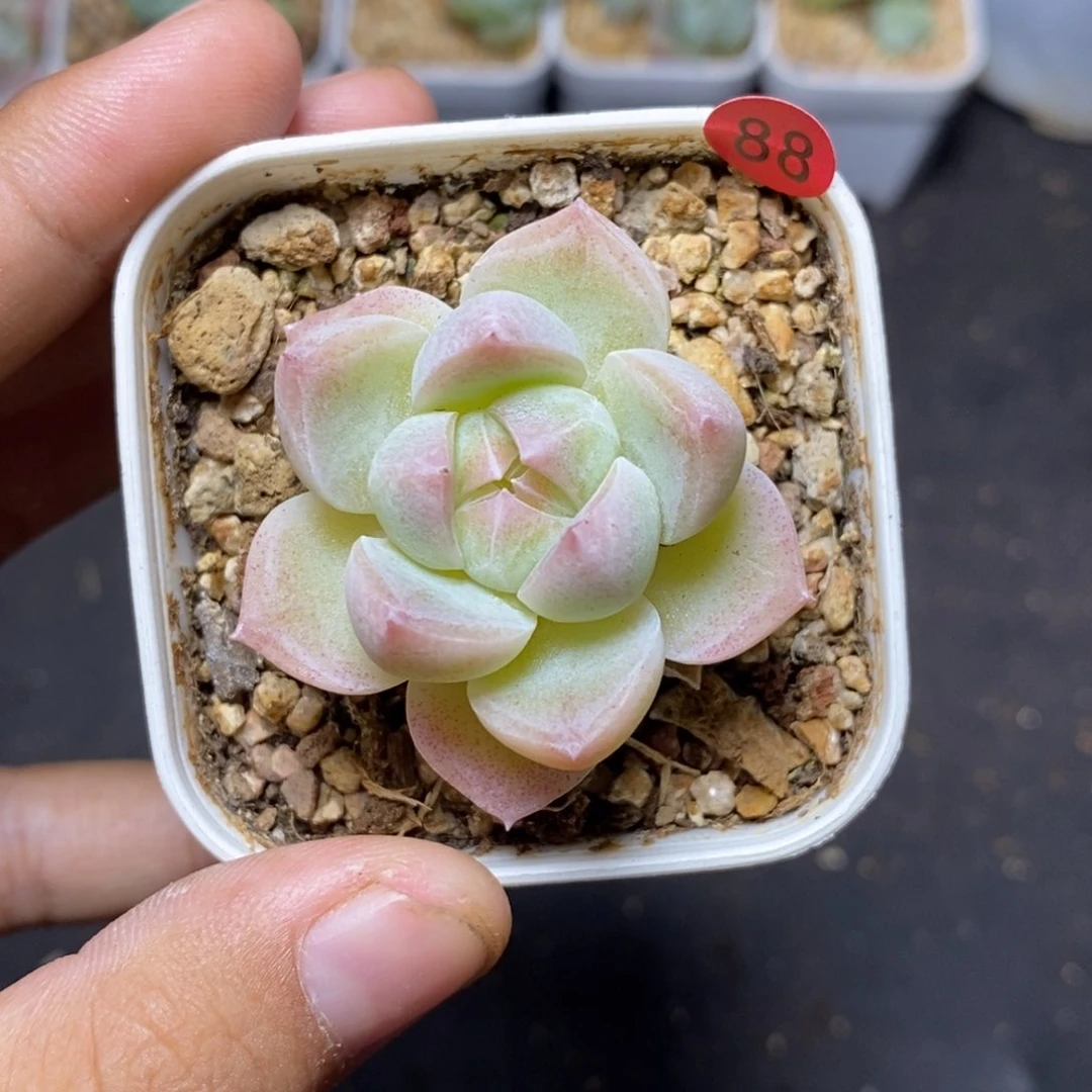 28包邮脱土发货当天凑单88