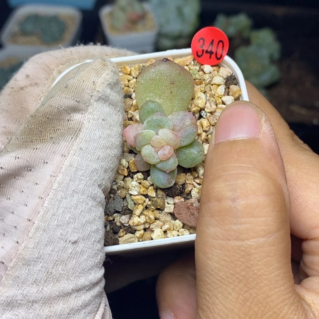 特价福利一物一拍340明珠彩虹锦