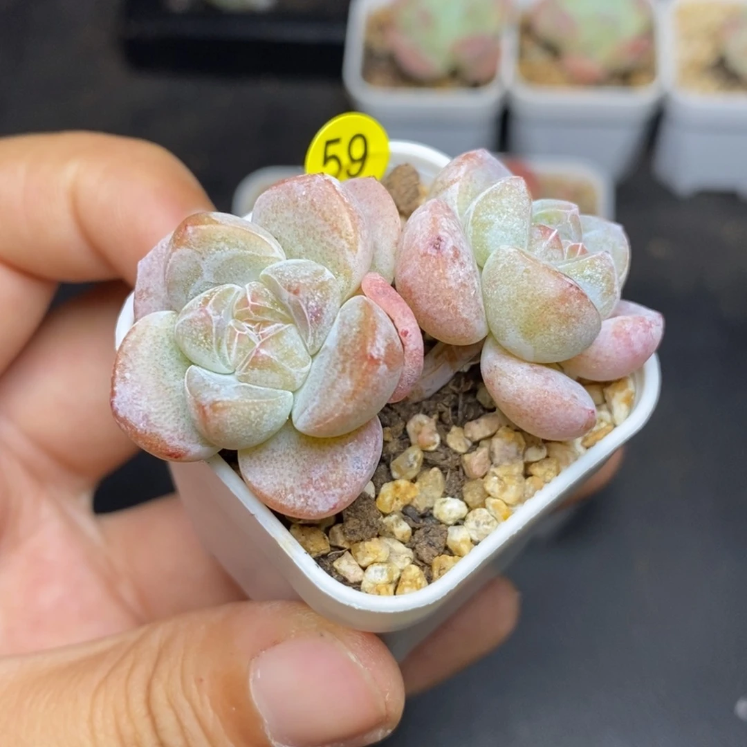 28包邮脱土发货当天凑单A59杆子糖心冰玉
