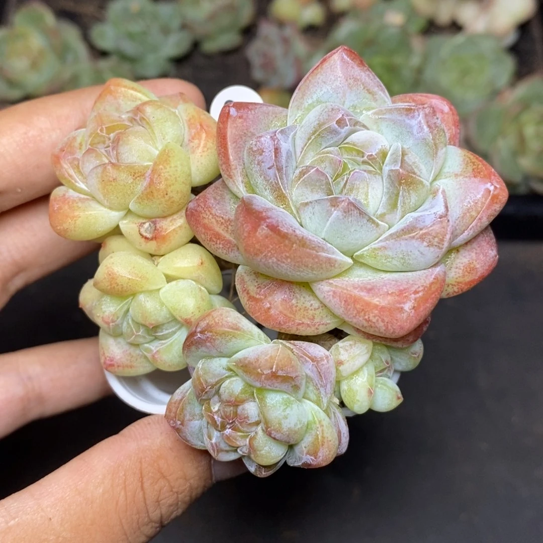 孙**?28包邮脱土发货当天凑单87