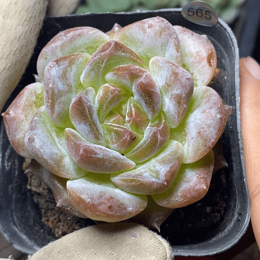 特价福利一物一拍脱土发货565