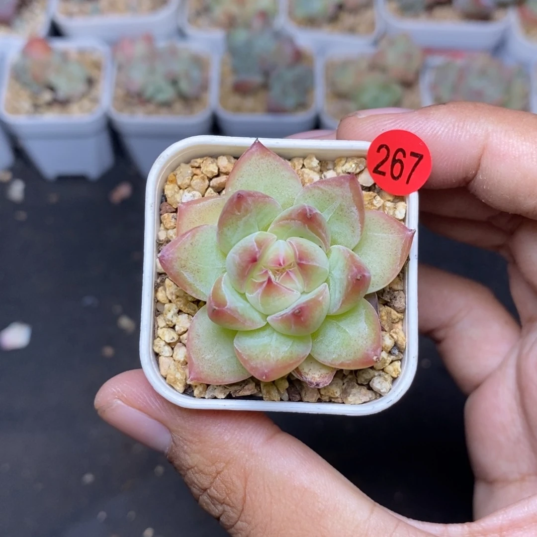 28包邮脱土发货当天凑单A267