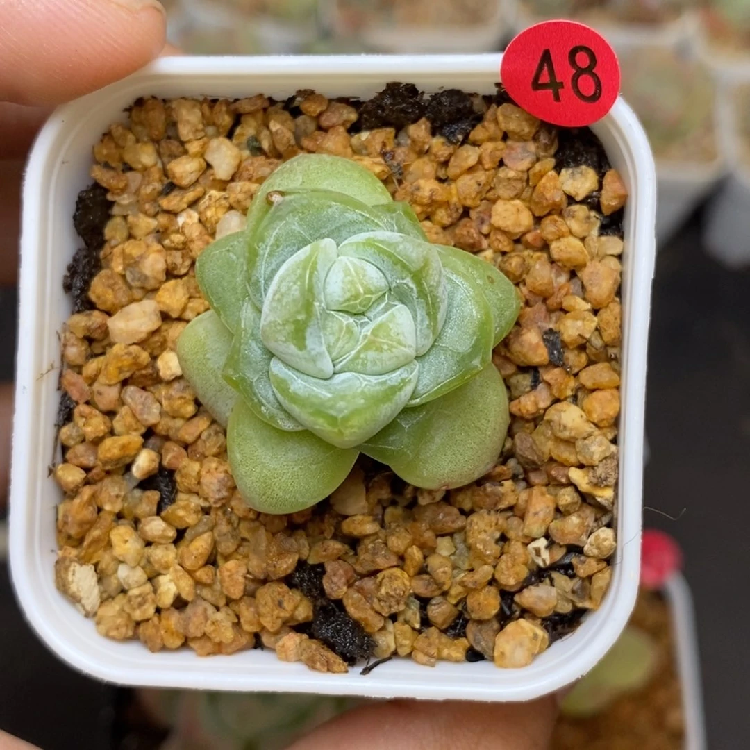 28包邮脱土发货当天凑单48
