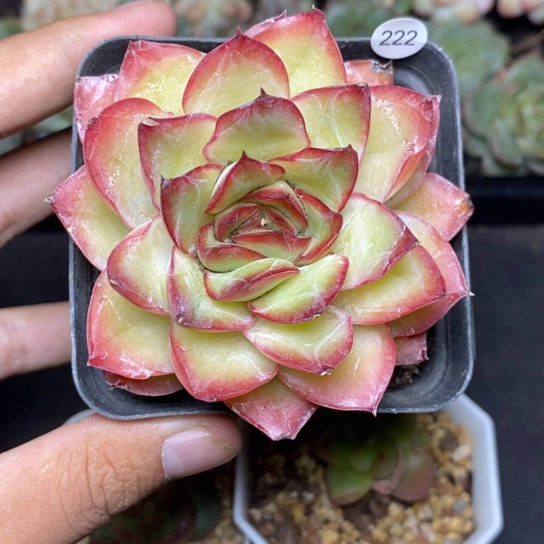 28包邮脱土发货当天凑单222