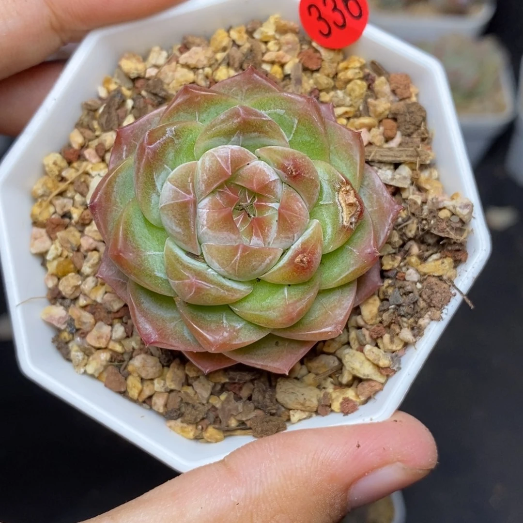 28包邮脱土发货当天凑单A336