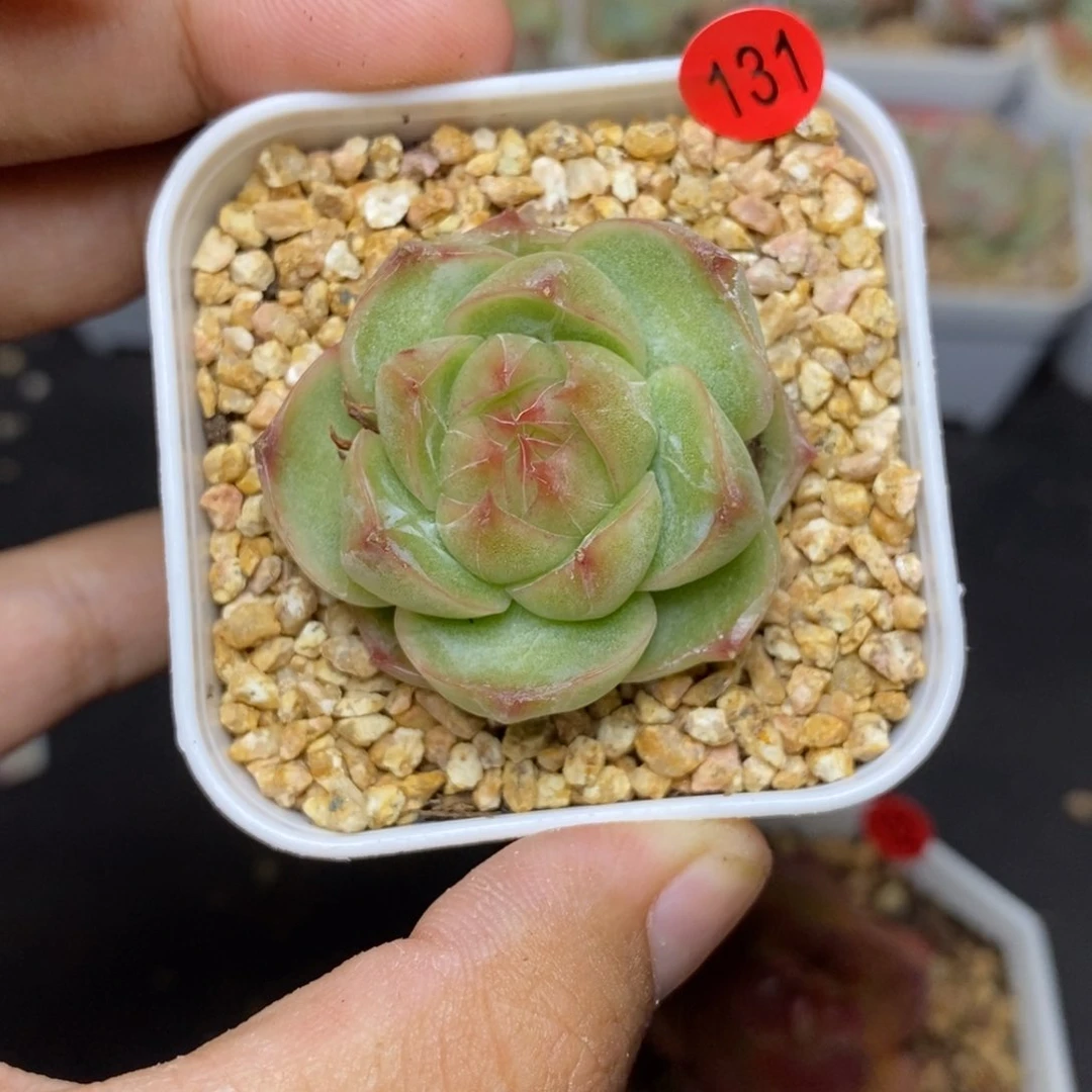 28包邮脱土发货当天凑单A131