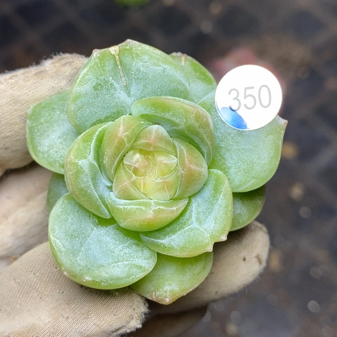 9.9包邮一物一拍脱土发货350