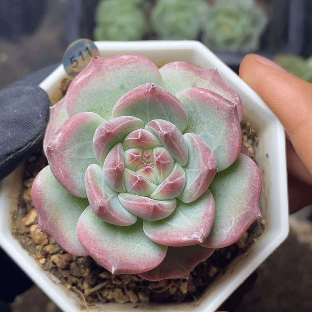 特价福利一物一拍脱土发货511