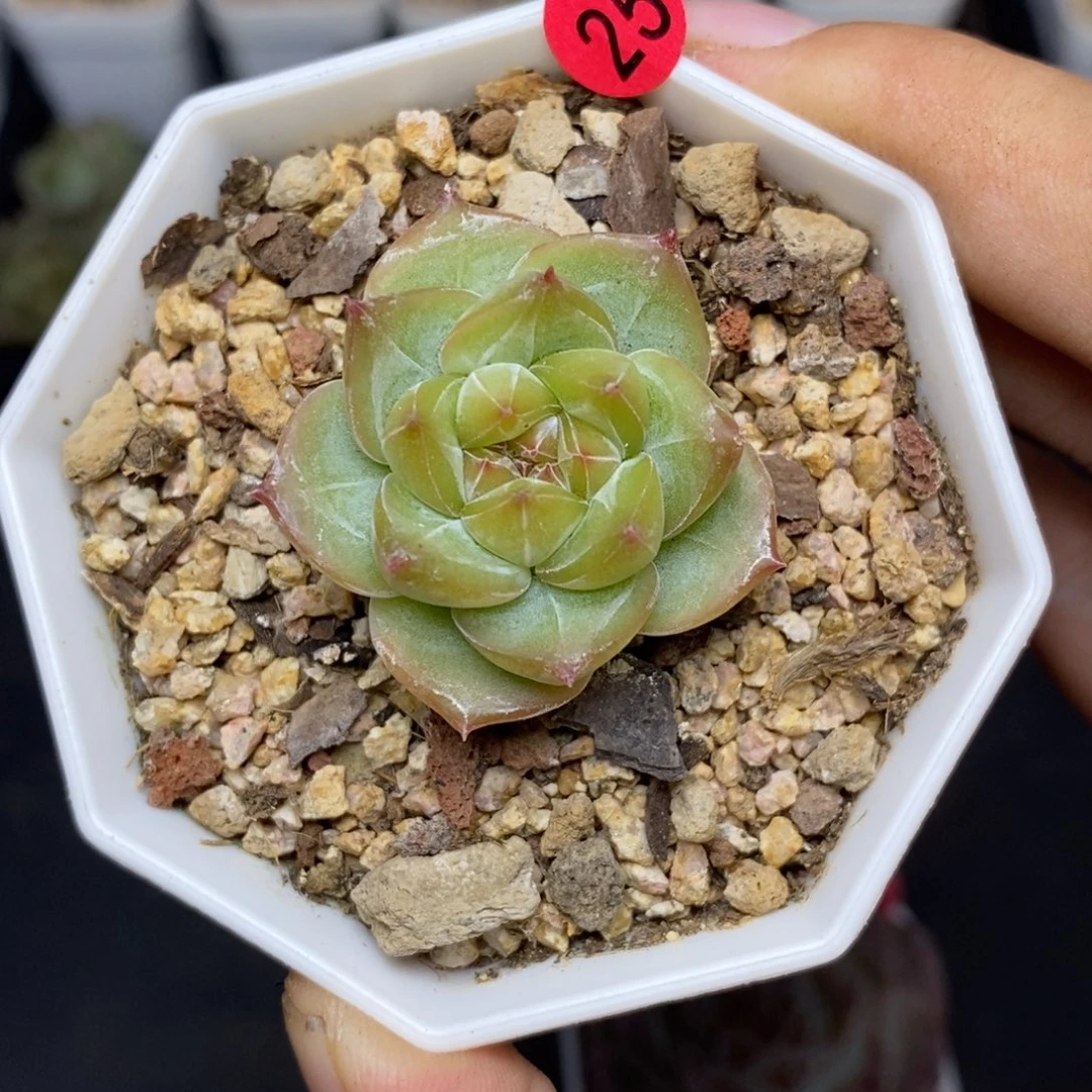 28包邮脱土发货当天凑单25