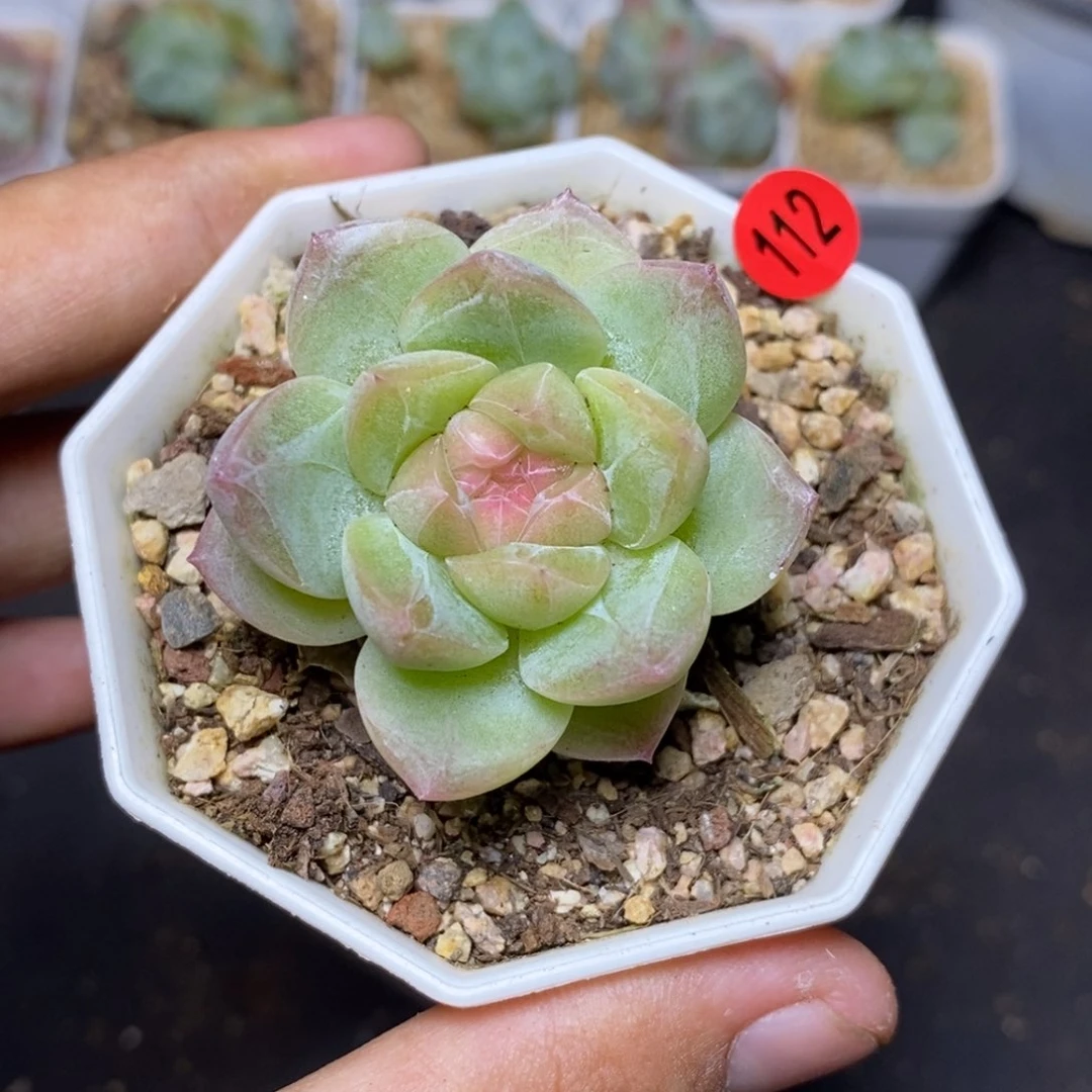 28包邮脱土发货当天凑单112