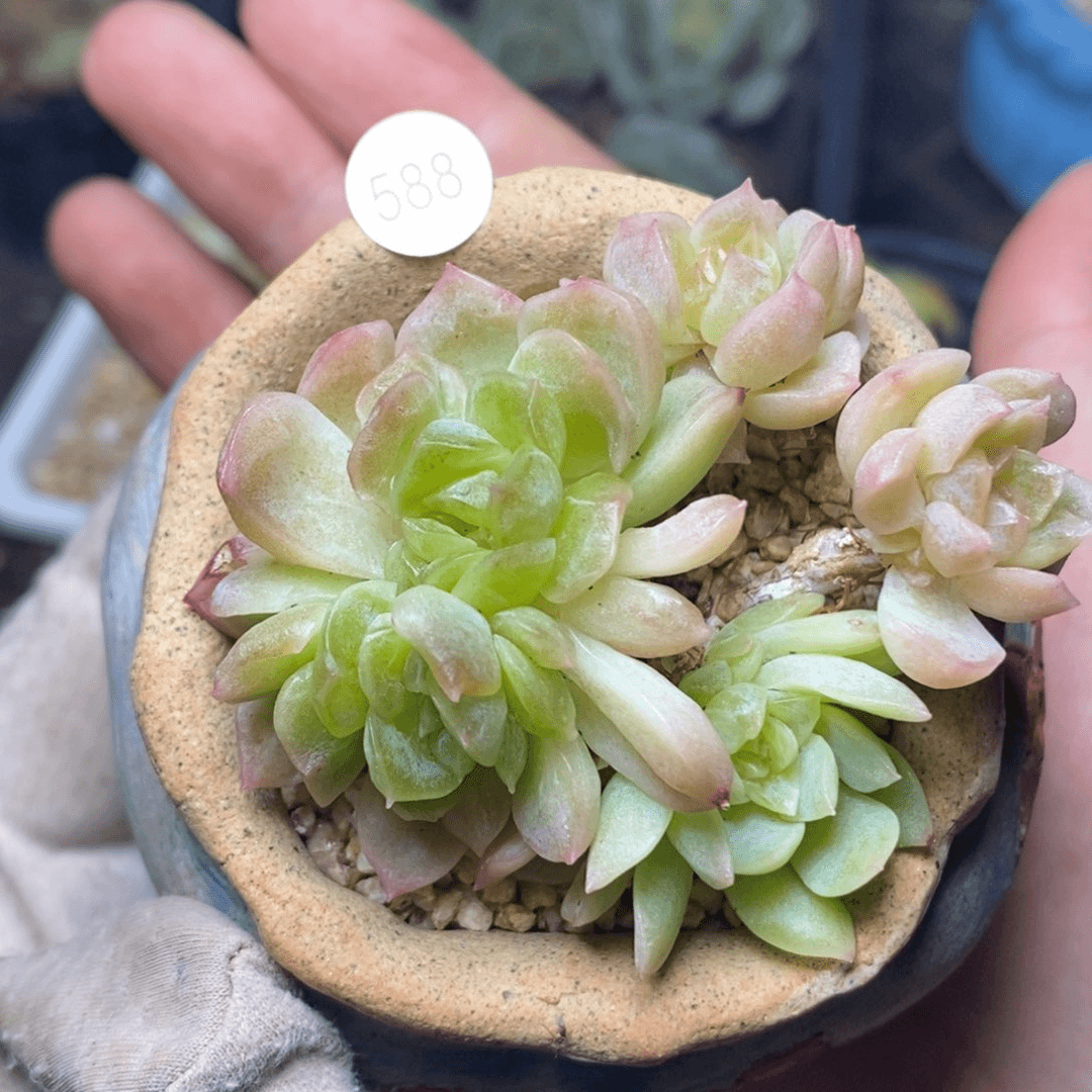 特价福利一物一拍脱土发货588