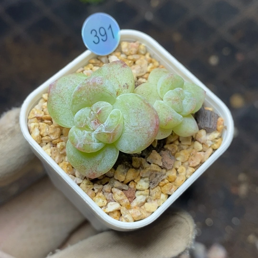9.9包邮一物一拍脱土发货391石化变异冰玉