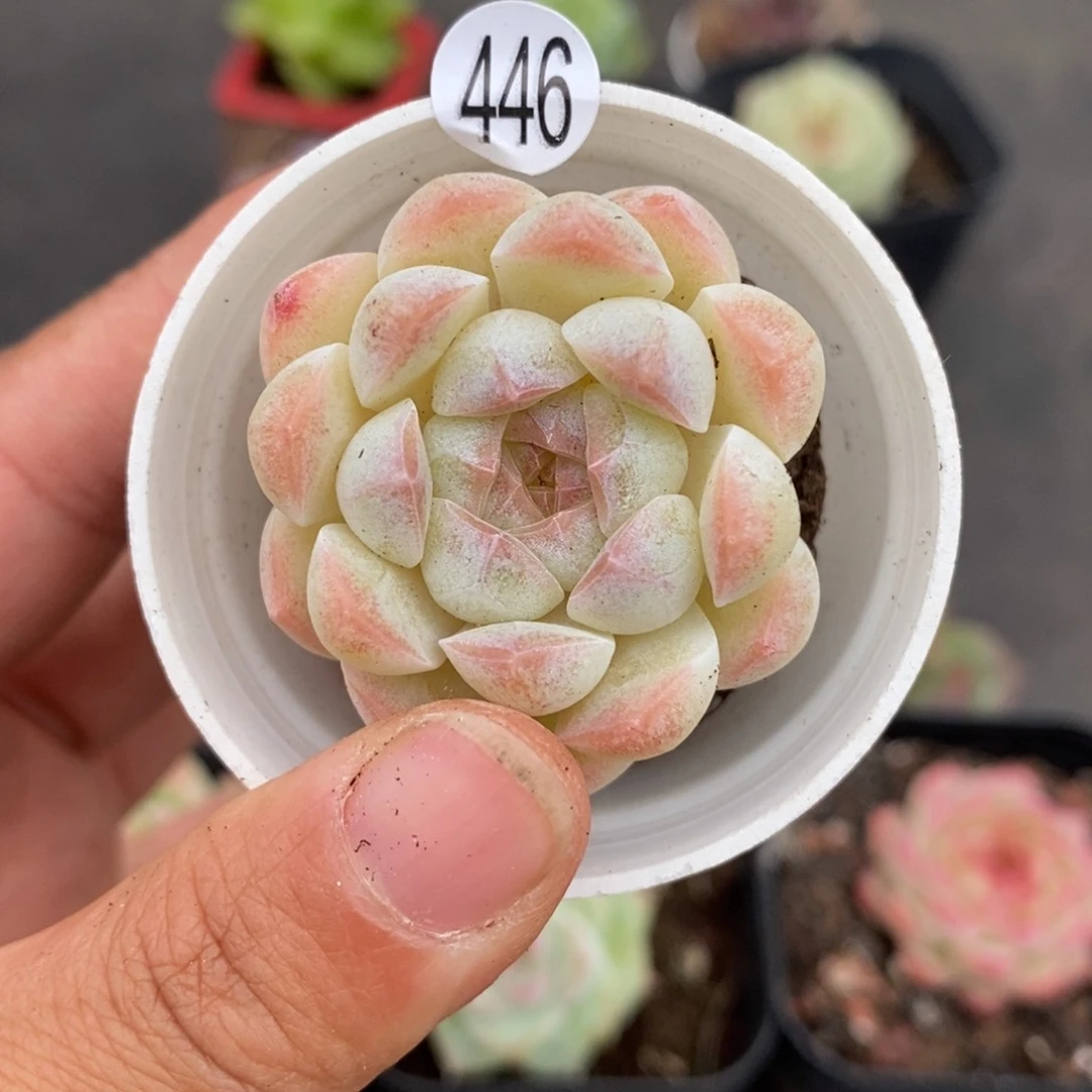 满28包邮新品上白446