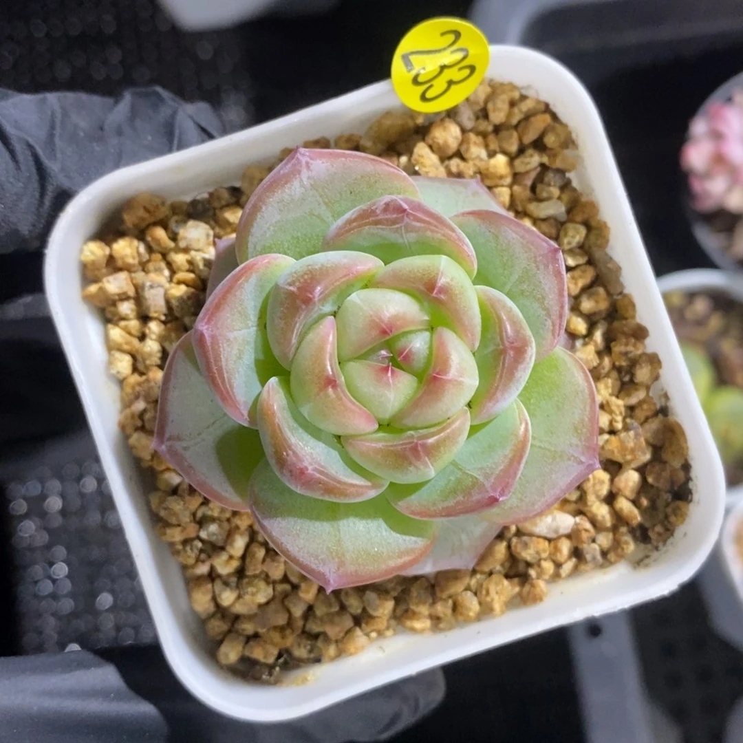 28包邮脱土发货MZ233