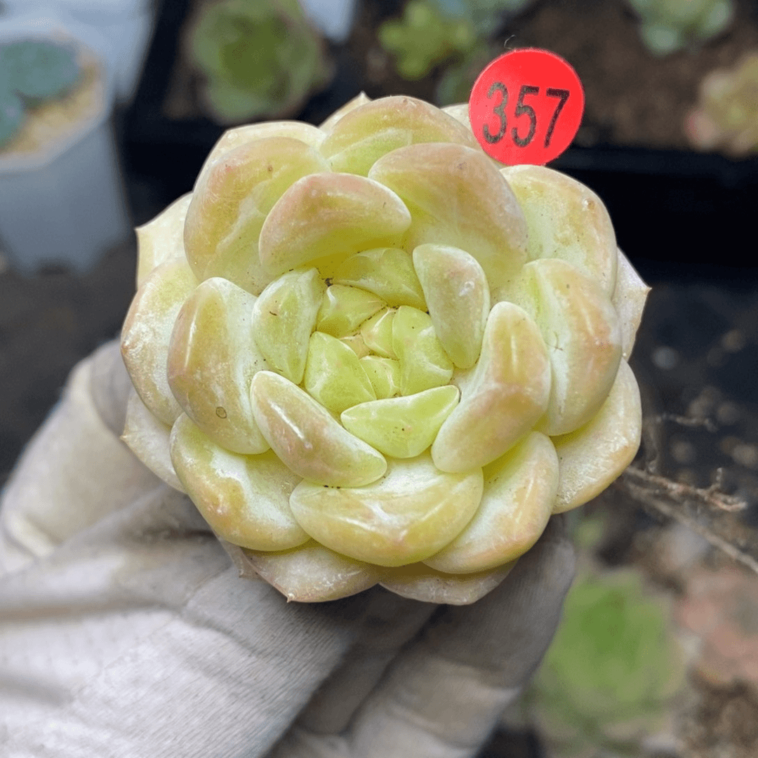 特价福利一物一拍357
