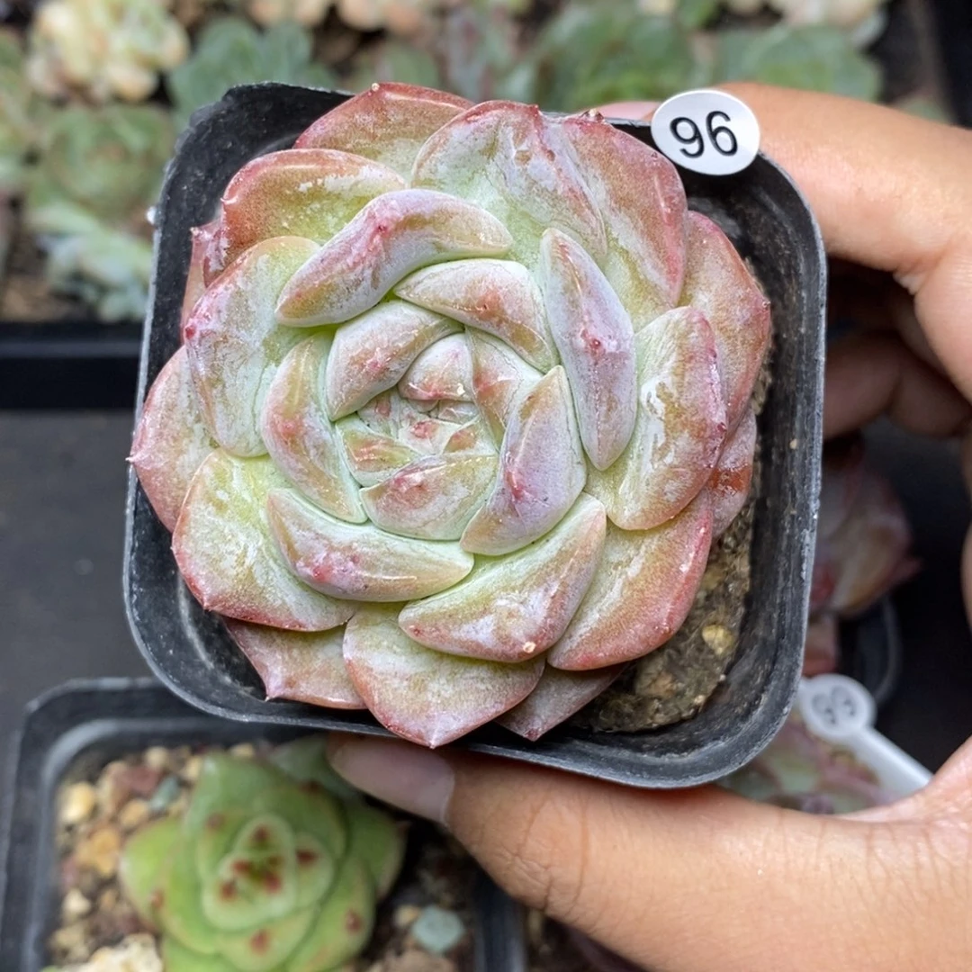 28包邮脱土发货当天凑单96