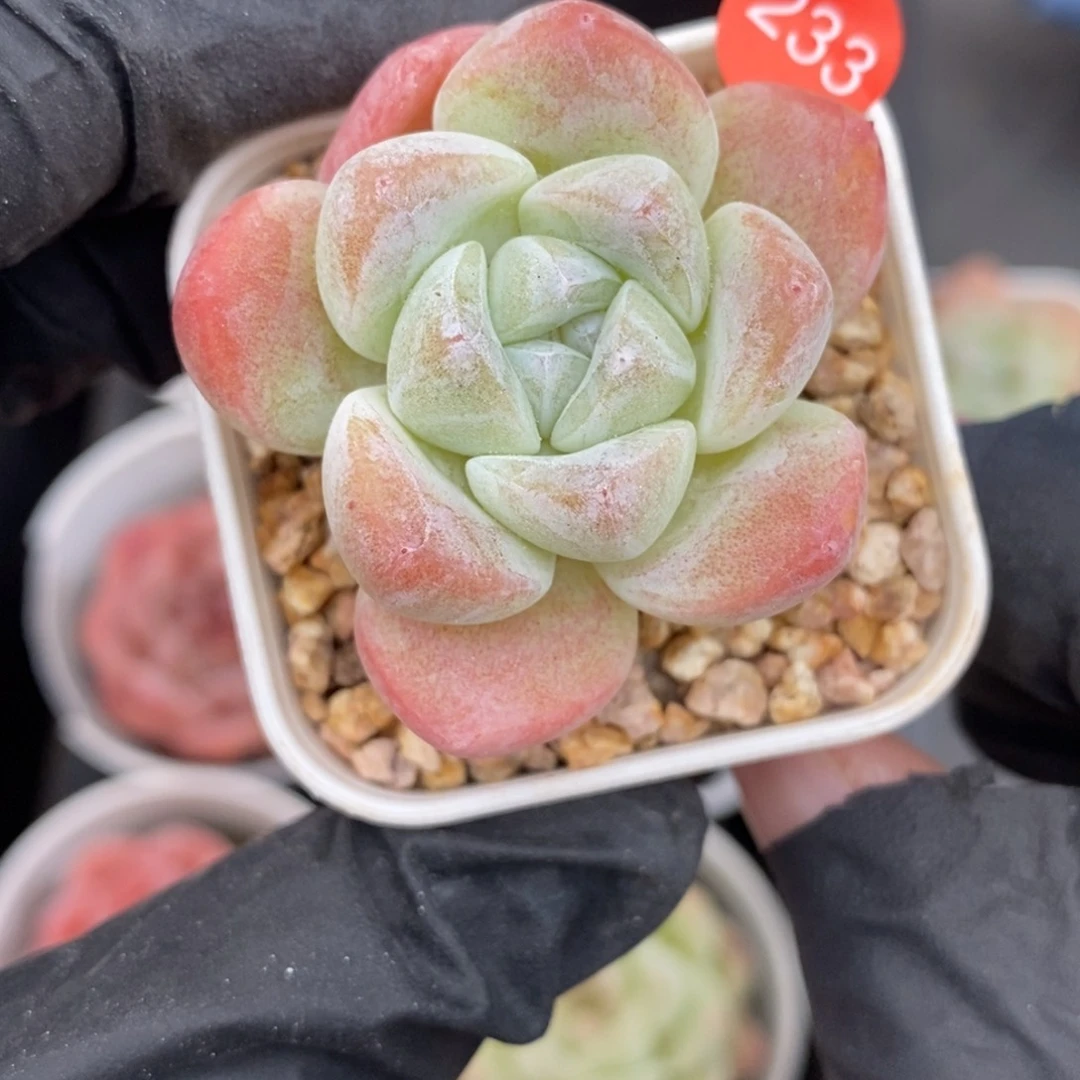 满¥28包邮脱土裸根发货JY233