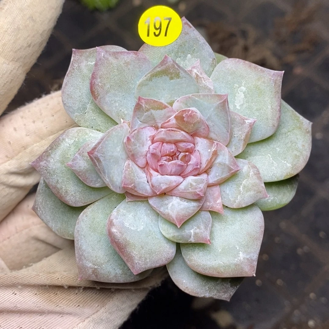 9.9包邮一物一拍脱土发货197
