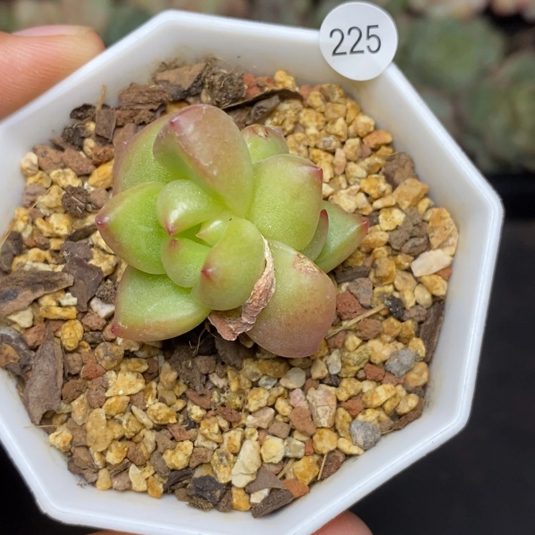 28包邮脱土发货当天凑单225