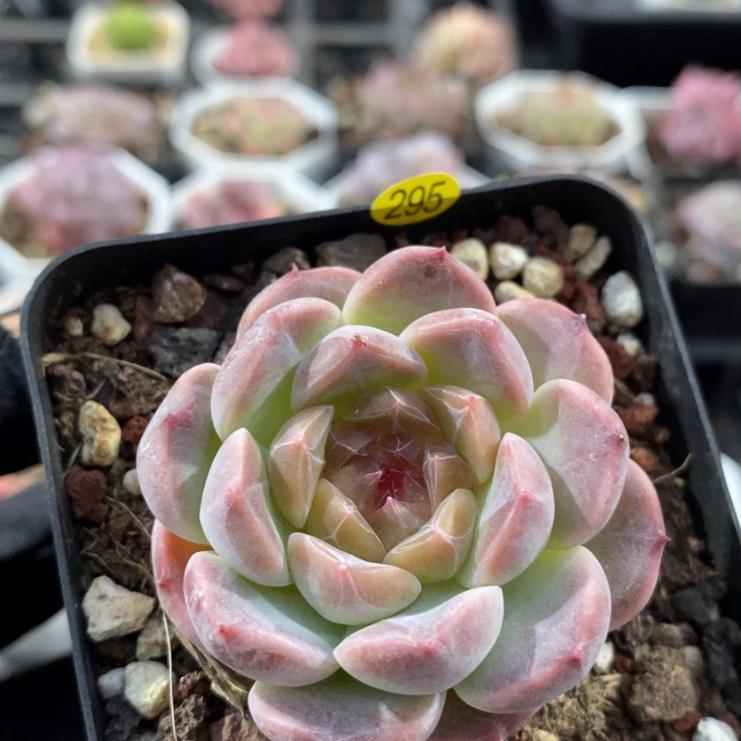 满28包邮一物一拍LI295