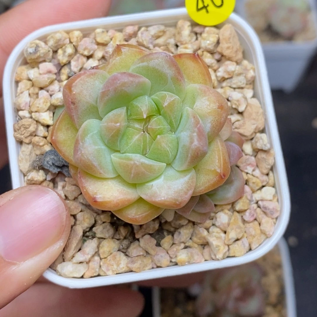 28包邮脱土发货当天凑单A40捧花
