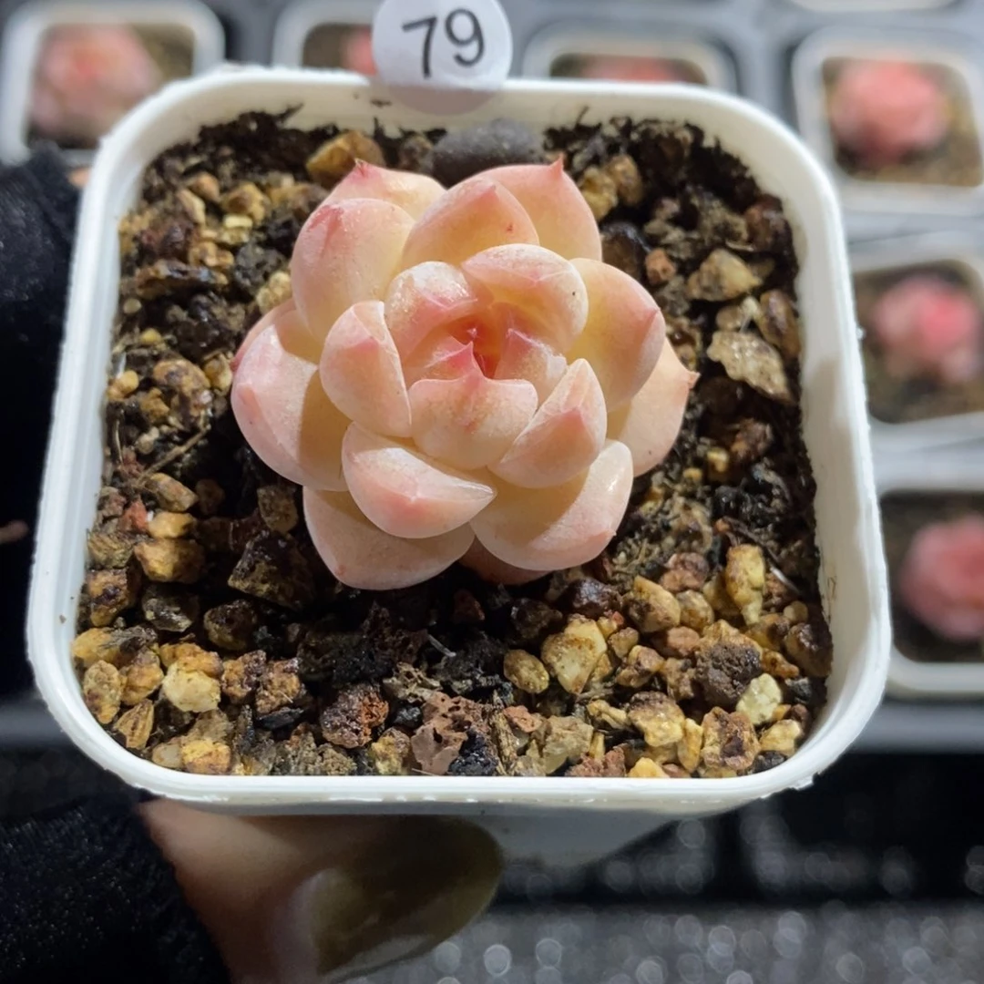 满28包邮一物一拍LI79