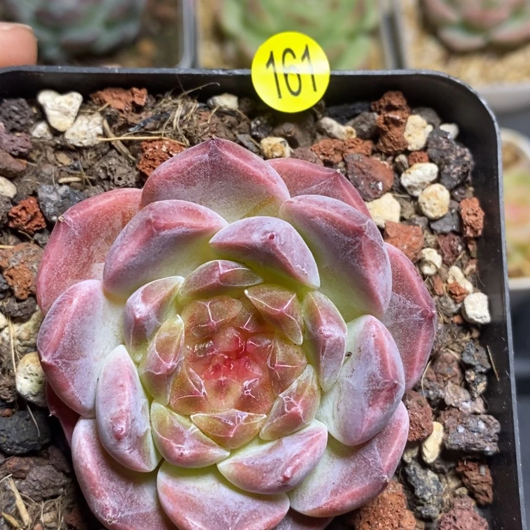 28元包邮脱土发货XL161